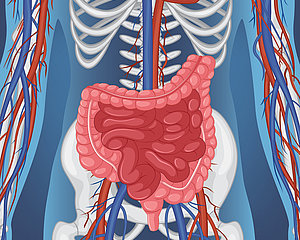 Bild von freepik, Menschenkoerper mit inneren Organen