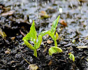Giessen_Sie_noch_pixabay